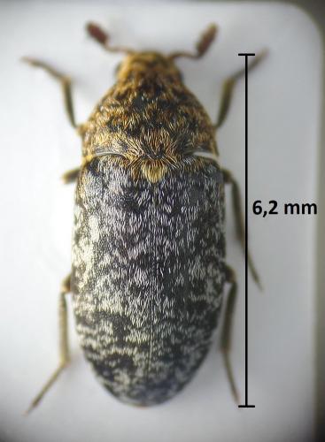 Réf. 201 946 : Dermestes undulatus